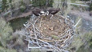 Osprey showing their 3 eggs