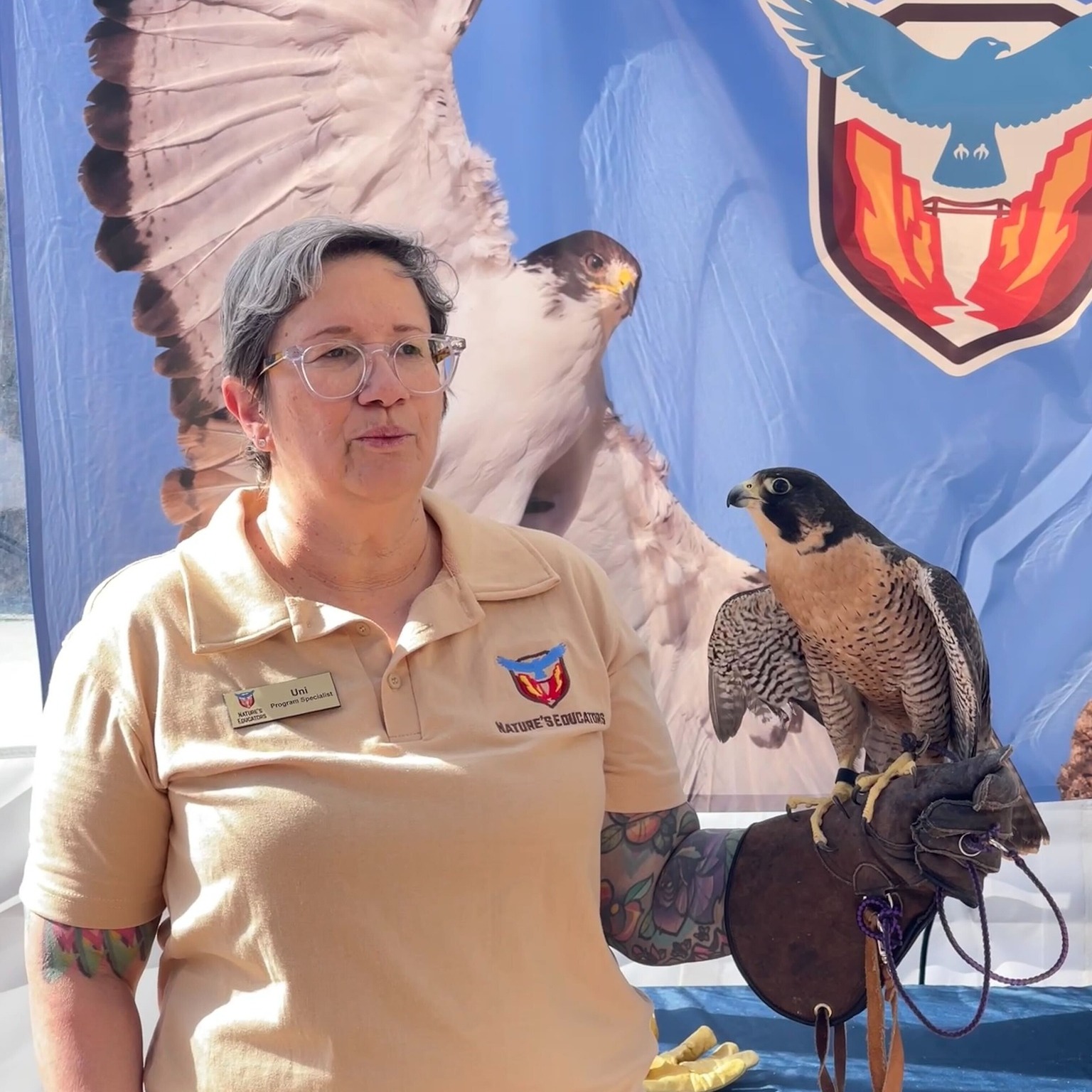 An educator holds a perched peregrine falcon