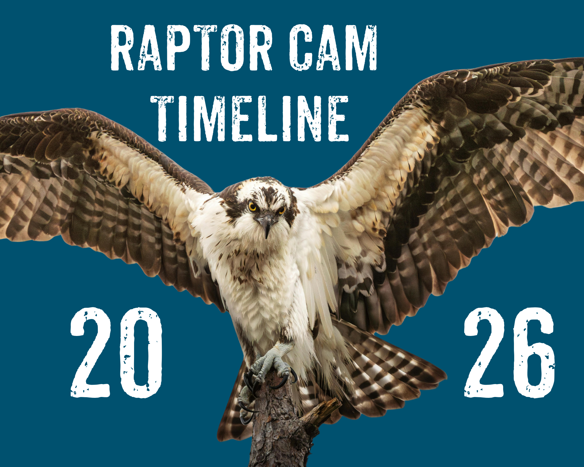 Raptor Cam Timeline 2026