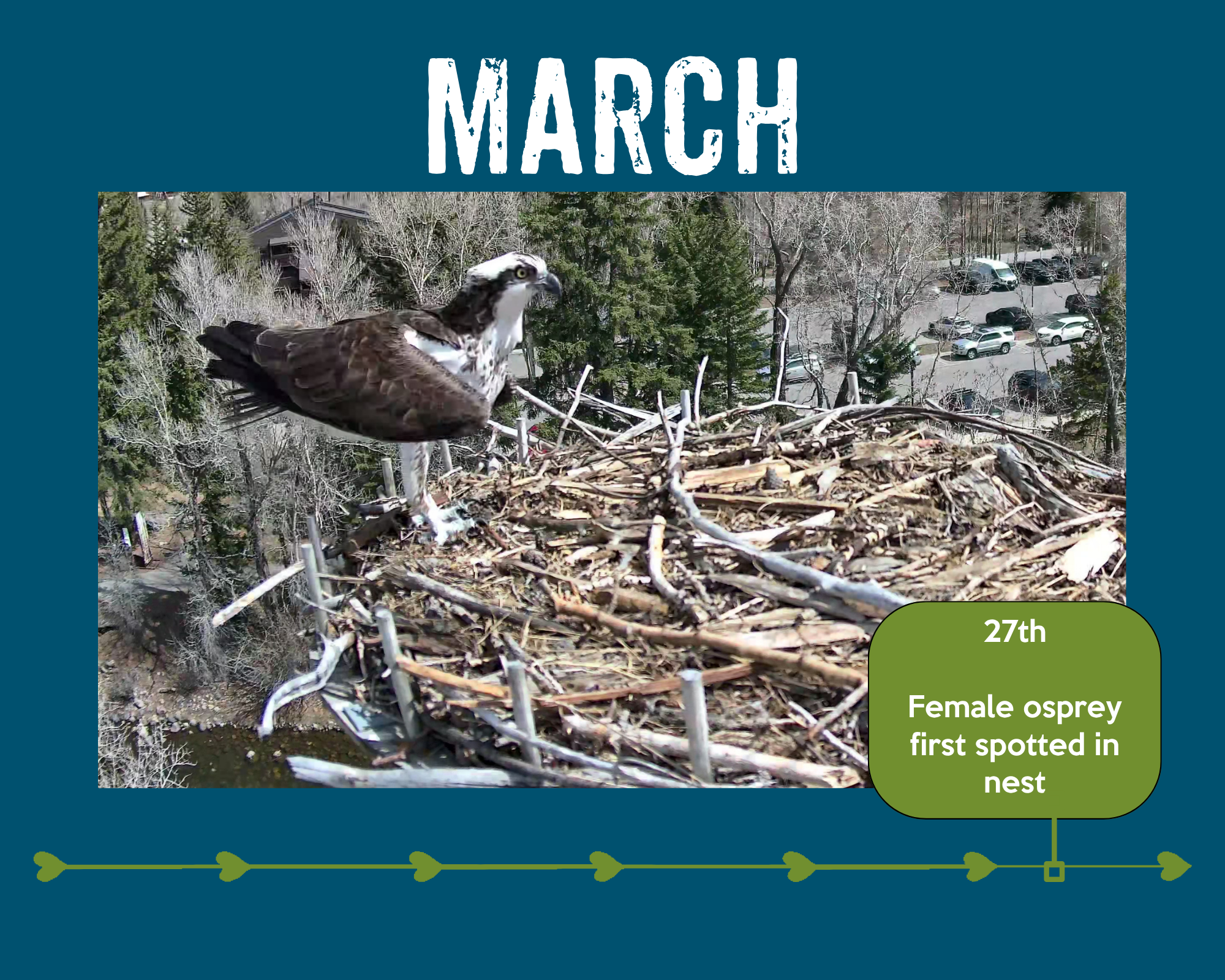 Female osprey arrives April 27th