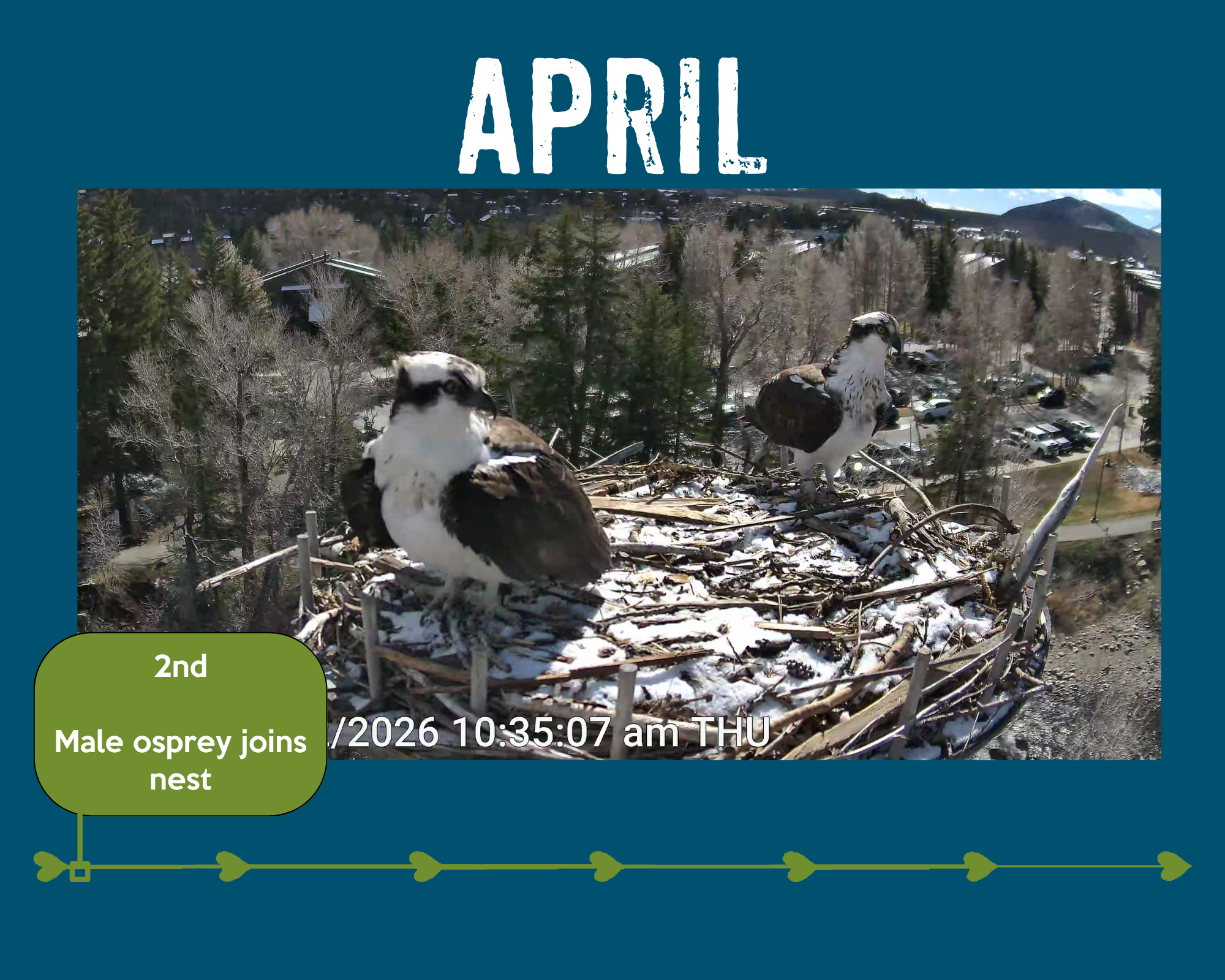 Male osprey arrives April 2nd