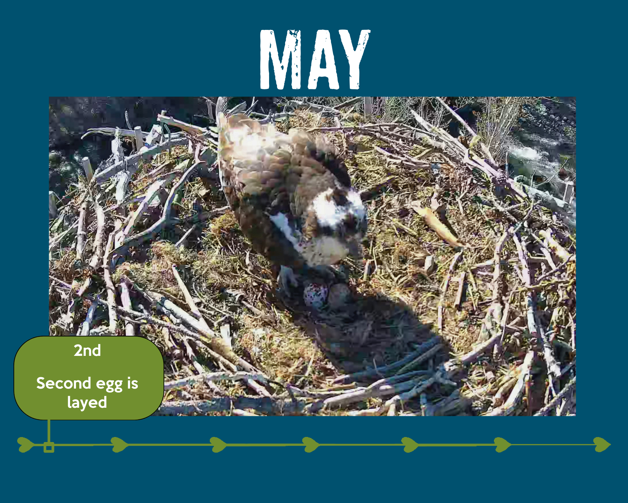 Second egg is layed on May 2nd